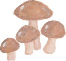 Close-up of brown edible mushrooms on white background vector