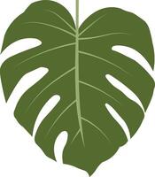 Realistic Monstera Leaf vector