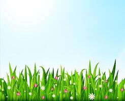 Nature background with green grass and flowers vector