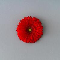 Beautiful red gerbera daisy flower on grey background. Minimal concept and simplicity. Flat lay style. photo