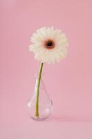 White gerbera daisy flower in a vase on pastel pink background. Minimal spring and summer concept. Flowers aesthetic. photo