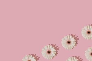 Trendy sunlight floral pattern made of white gerbera daisy flower on pastel pink background with copy space. Spring and summer aesthetic concept. Flat lay style wallpaper. Top view. photo