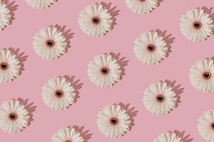 Trendy sunlight floral pattern made of white gerbera daisy flower on pastel pink background. Spring and summer aesthetic concept. Flat lay style wallpaper. Top view. photo