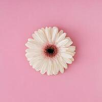 White gerbera daisy flower on pastel pink background. Minimal concept and simplicity. Flat lay style. Top view. photo