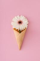 Beautiful white gerbera daisy flower in waffle ice cream cone on pastel pink background. Minimal spring and summer concept. Flat lay style. photo
