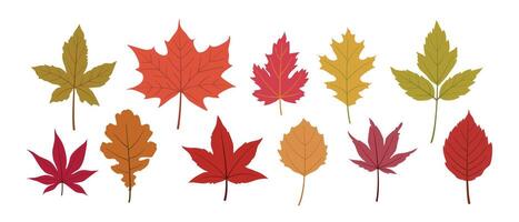 Autumn Leaf in Hand-drawn style set, Leaves isolated on White Background vector