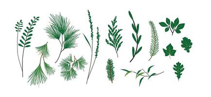 Set of Leaf, elements for design vector