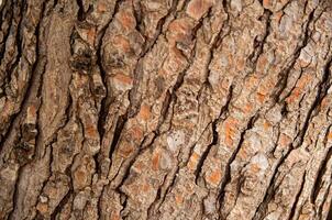 Close up of Textured Tree Bark Natural Wood Pattern Background photo