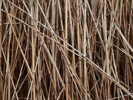 Dry reed stalks as background texture photo