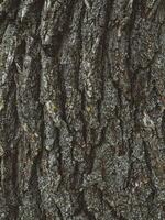 Old tree bark as background texture photo