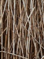 Dry reed stalks as a background texture photo