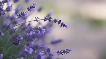 Close up view of lavender flowers in soft focus, showcasing the delicate details of the blossoms and stems. photo