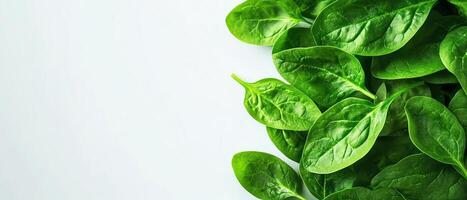 Fresh spinach leaves on a white background. photo