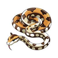 Charming Design of Cuban Boa vector