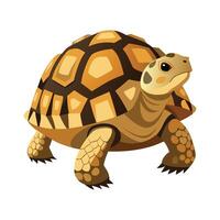 Dynamic Artwork of Leopard Tortoise vector