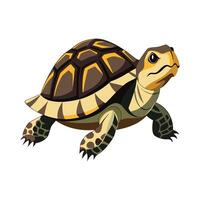 Dynamic Artwork of Painted Terrapin vector