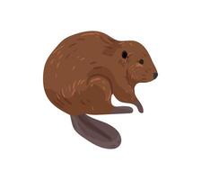A beaver sitting on its back, with its tail up vector