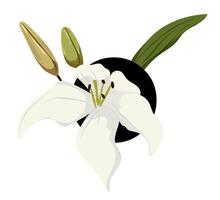 White lily flower with green leaves and a black circle vector