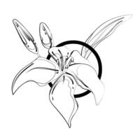 A drawing of a flower with leaves and stems vector