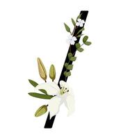 A white lily and green leaves are on a black stick vector