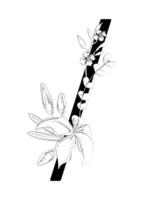 A black and white drawing of a flower vector