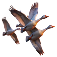 vibrant abstract A flock of migrating geese flying in a V-formation, dramatic sunset lighting, photorealistic style original png