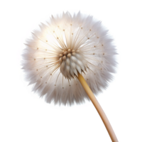 magnificent modern A single dandelion seedhead, with delicate, fluffy seeds, backlit by a soft glow, dreamy style genuine png