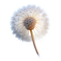 magnificent creative A single dandelion seedhead, with delicate, fluffy seeds, backlit by a soft glow, dreamy style exclusive png