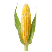 Freshly Harvested Corn on the Cob Arranged in Rows with Green Leaves png