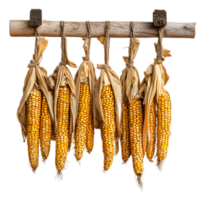 Dried Corn Cobs Hanging on Rustic Wooden Rack in Harvest Arrangement png