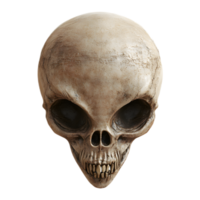 Enigmatic Alien Skull Fossil Discovered in Remote Archaeological Dig Site png