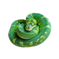 Stunning Green Tree Python Close Up Showing Scales and Details png
