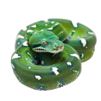 Stunning Green Tree Python Close Up White Background Reptile Scales Texture png
