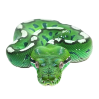 Closeup of a Stunning Green Tree Python Showing Intricate Scales and Striking Eyes png