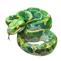 Stunning Watercolor Painting of a Green Tree Python Snake Coiled in a Natural Pose png