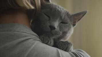 Grey cat cuddling with owner in a warm embrace video
