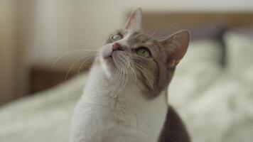 Curious Cat Looking Up with Focused Expression video