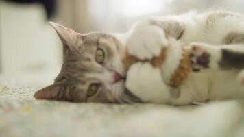 Playful cat biting and attacking plush toy video