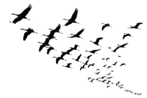 Flying birds in dynamic formation against transparent background, creating sense of freedom and movement png