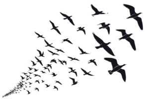 Flock of birds flying in dynamic formation, creating sense of movement and freedom png