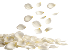 Delicate white petals falling gracefully, creating serene atmosphere png