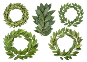 Fresh green laurel leaves arranged in various wreath shapes, showcasing their vibrant color and texture png