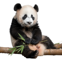 Cute baby panda sitting on bamboo and eating leaves in a natural environment, showcasing playful and curious behavior png