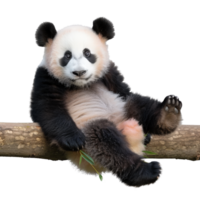 bezaubernd jung Panda Bär Sitzung auf ein Baum Ast mit spielerisch Ausdruck im ein natürlich Rahmen png