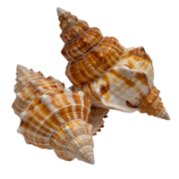 Beautiful Spiral Shells with Orange and White Patterns on a Clean White Background for Artistic or Natural Themes png