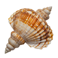 Close-Up Image of a Beautifully Textured Sea Shell with Unique Patterns and Vibrant Colors on a Light Background png