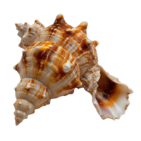 Detailed View of a Beautifully Textured Seashell with Unique Patterns and Natural Colors on a White Background png