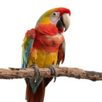 Close-Up View of a Colorful Macaw Parrot Perched on a Branch with Vibrant Feathers and Bright Expression png