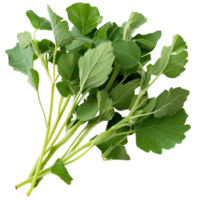 Fresh Green Moringa Leaves Stacked on Top of Each Other Isolated on White Background for Health and Nutrition Use png