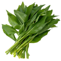 Fresh Green Leaves Bundle Arranged for Natural Decoration or Organic Food Display on Isolated Background png